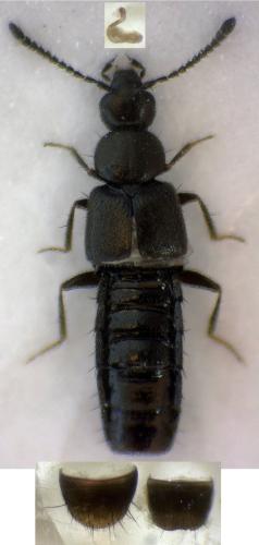 Atheta atramentaria