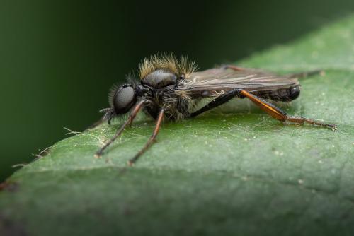 Réf. 299 767 : Bibio lanigerus