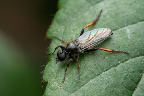 Réf. 299 766 : Bibio lanigerus