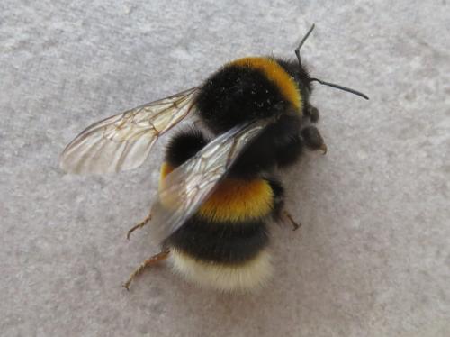 Bombus sp.