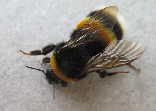Bombus sp.