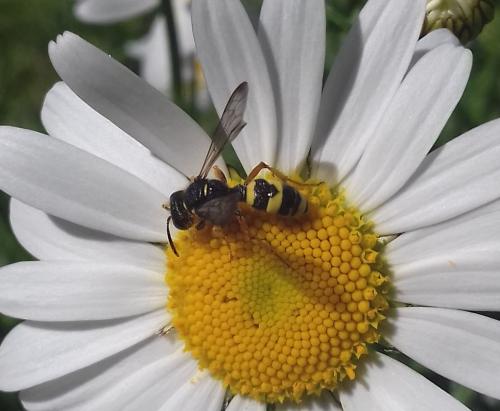Cerceris rybyensis