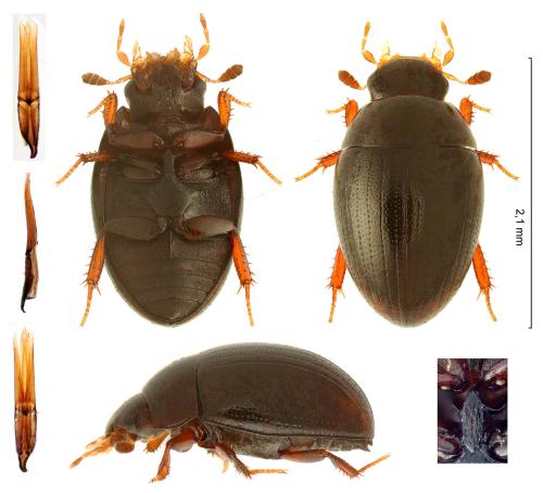 Réf. 299 834 : Cercyon analis