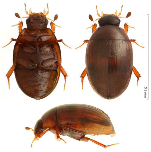 Réf. 299 835 : Cercyon lateralis