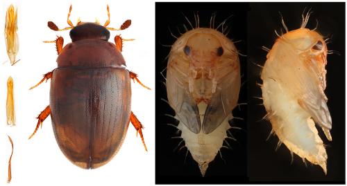 Réf. 299 836 : Cercyon lateralis