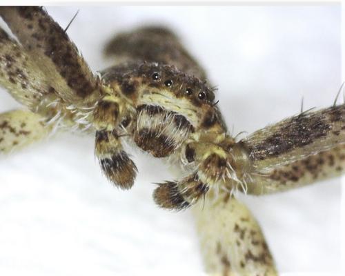 Philodromus margaritatus