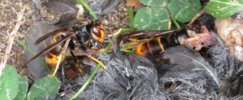Vespa velutina