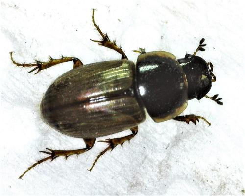 Réf. 299 795 : Melinopterus prodromus