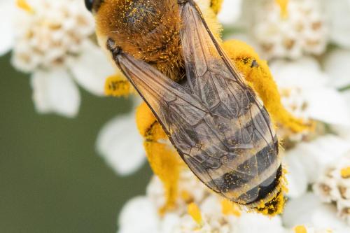Réf. 299 028 : Colletes similis