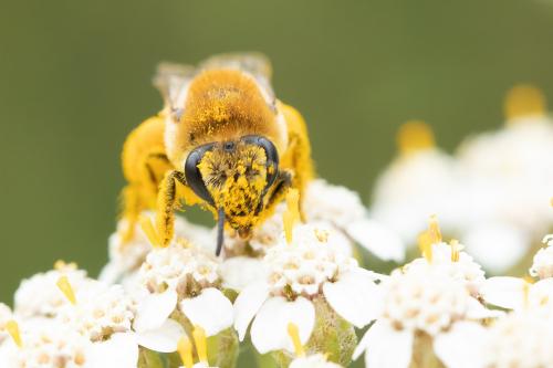 Réf. 299 027 : Colletes similis