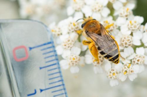 Réf. 299 029 : Colletes similis