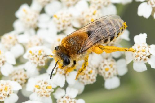 Réf. 299 026 : Colletes similis