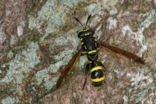 Réf. 299 869 : Sphiximorpha subsessilis