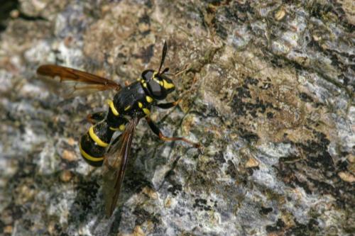 Réf. 299 870 : Sphiximorpha subsessilis