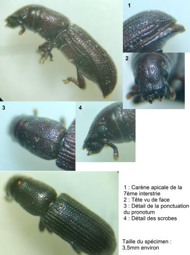 Réf. 299 215 : Rhyncolus strangulatus
