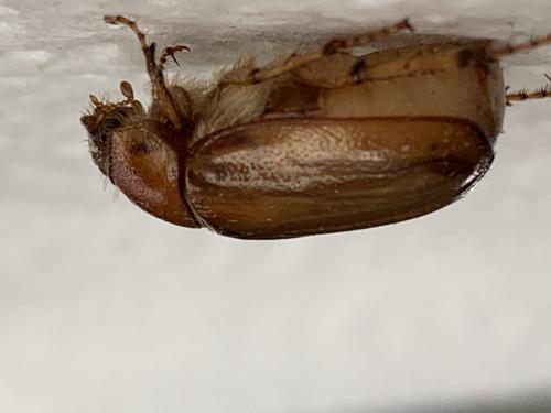 Rhizotrogus cicatricosus