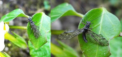 Protonemura sp.