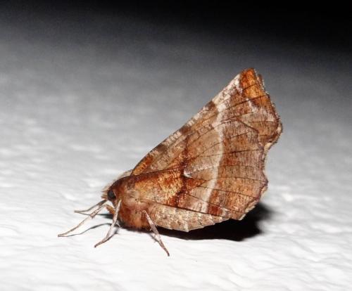 Réf. 299 552 : Selenia dentaria