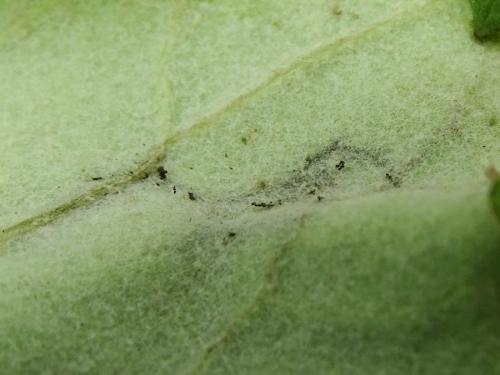 Epiblema sticticana