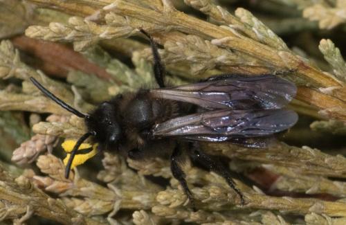 Andrena pilipes