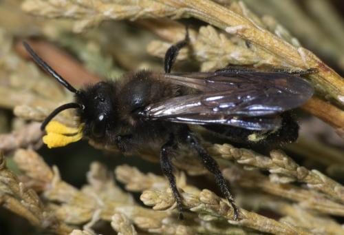 Andrena pilipes