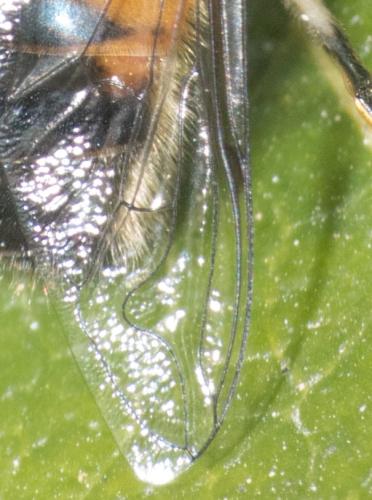 Eristalis similis
