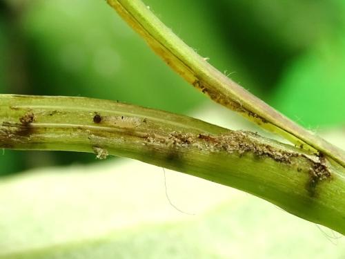 Epiblema sticticana