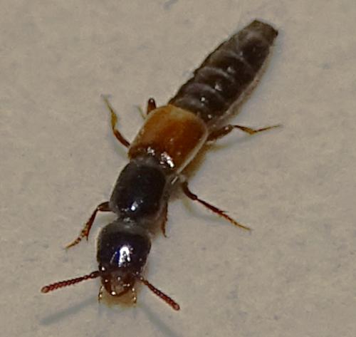 Réf. 299 547 : Xantholinini inconnu