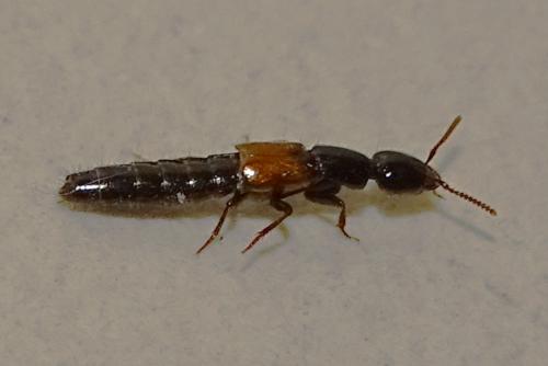 Réf. 299 546 : Xantholinini inconnu