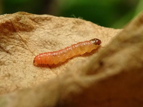 Epiblema sticticana