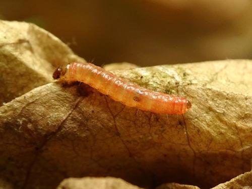 Epiblema sticticana