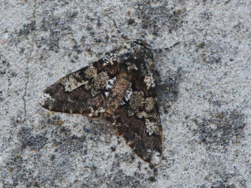 Réf. 299 149 : Biston strataria
