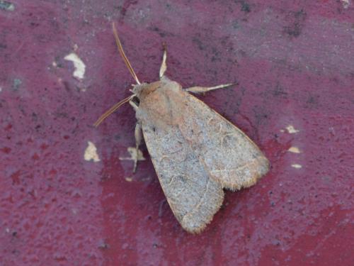 Orthosia cerasi