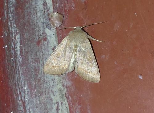 Orthosia sp.