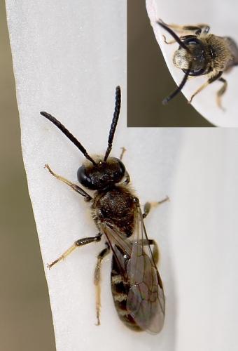 Lasioglossum sp.