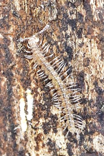 Polydesmus sp.