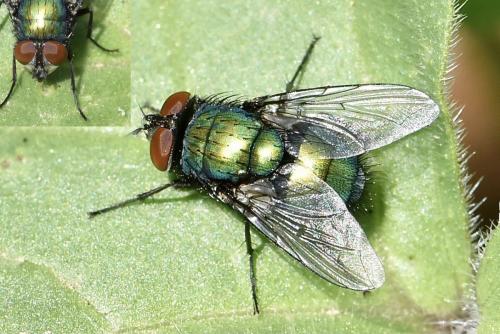 Réf. 299 632 : Lucilia sericata