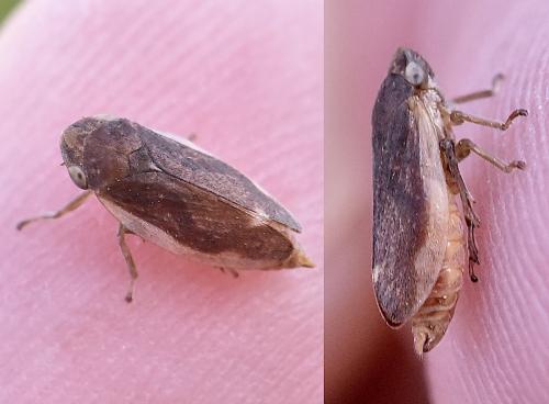 Philaenus spumarius