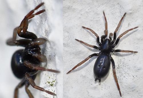 Réf. 299 566 : Trachyzelotes pedestris