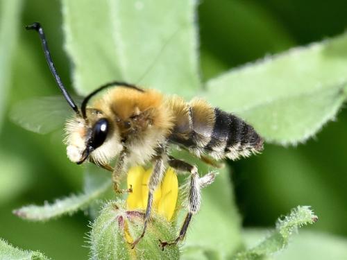 Eucera nigrescens