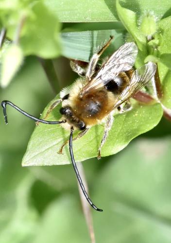 Eucera nigrescens