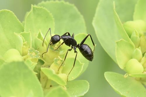 Réf. 299 872 : Camponotus aethiops