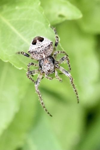 Gibbaranea bituberculata