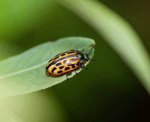 Chrysomela vigintipunctata