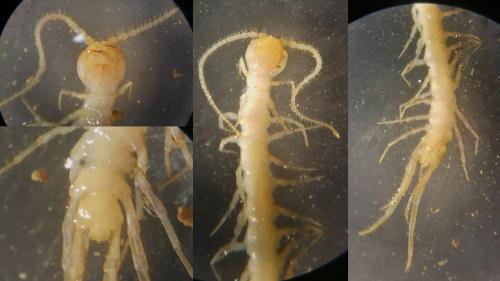 Lithobius sp.