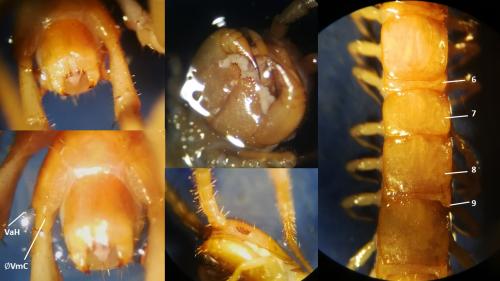 Réf. 299 350 : Lithobius troglodytes