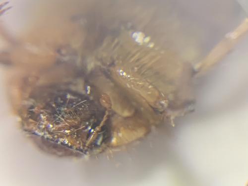Rhizotrogus cicatricosus