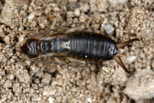 Forficula auricularia