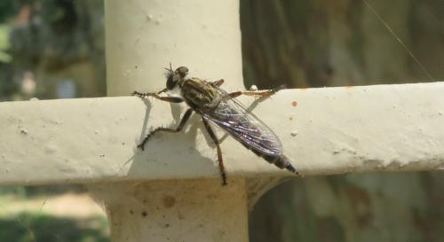 Tolmerus sp.