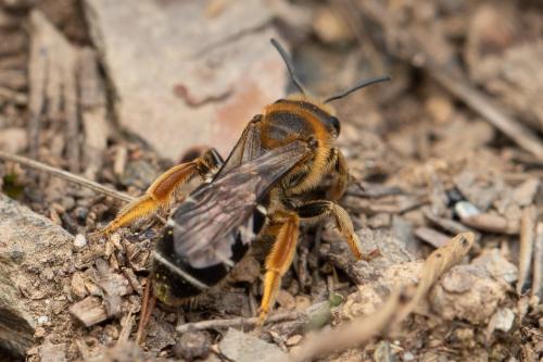 Réf. 299 774 : Halictus rubicundus